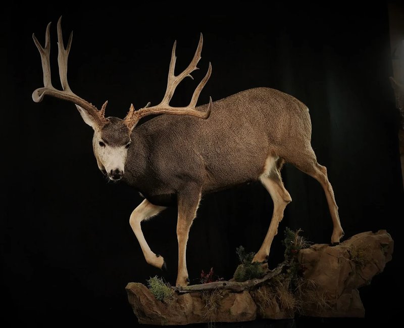 Photo 1 - Mule Deer Full Body 1