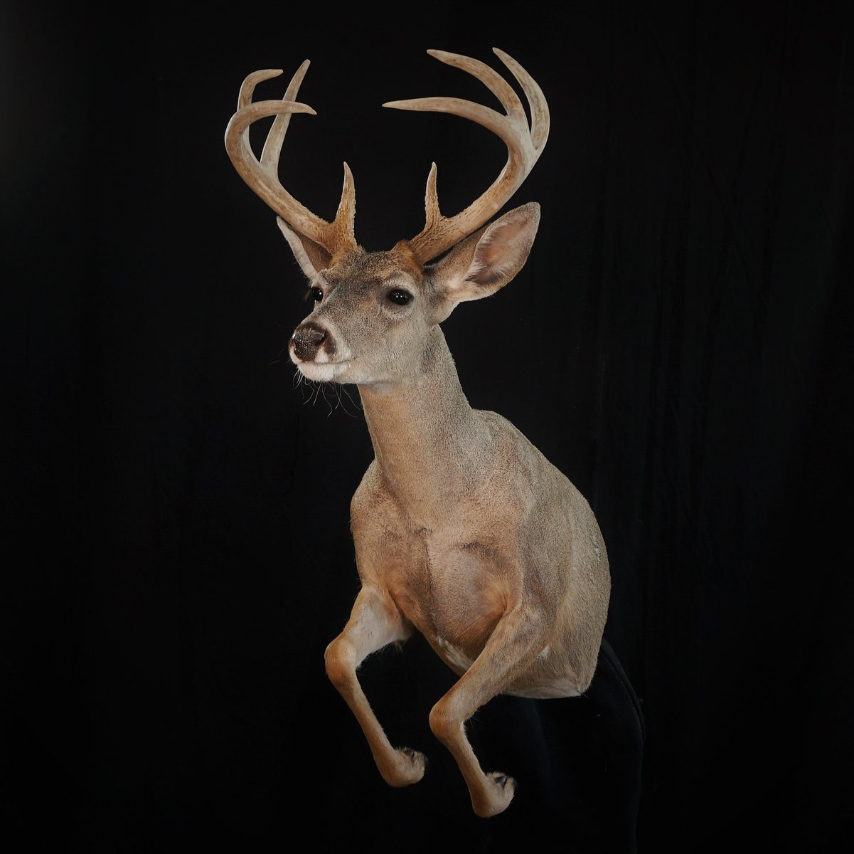 Photo 10 - 1/2 Life Size Coues Deer 2