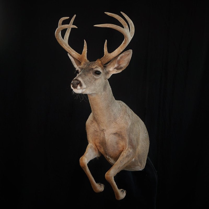Photo 10 - 1/2 Life Size Coues Deer 2