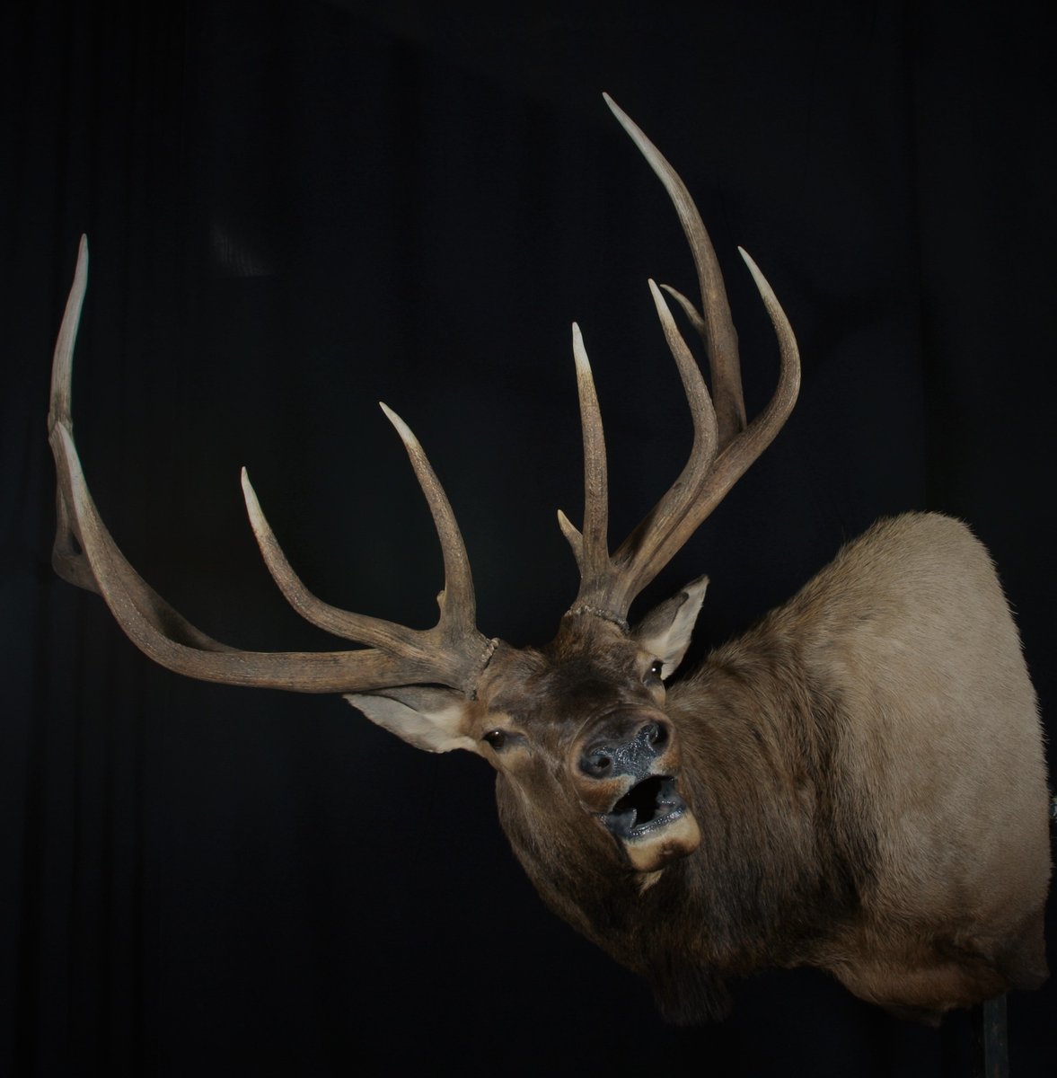 Photo 100 - Elk Open Mouth