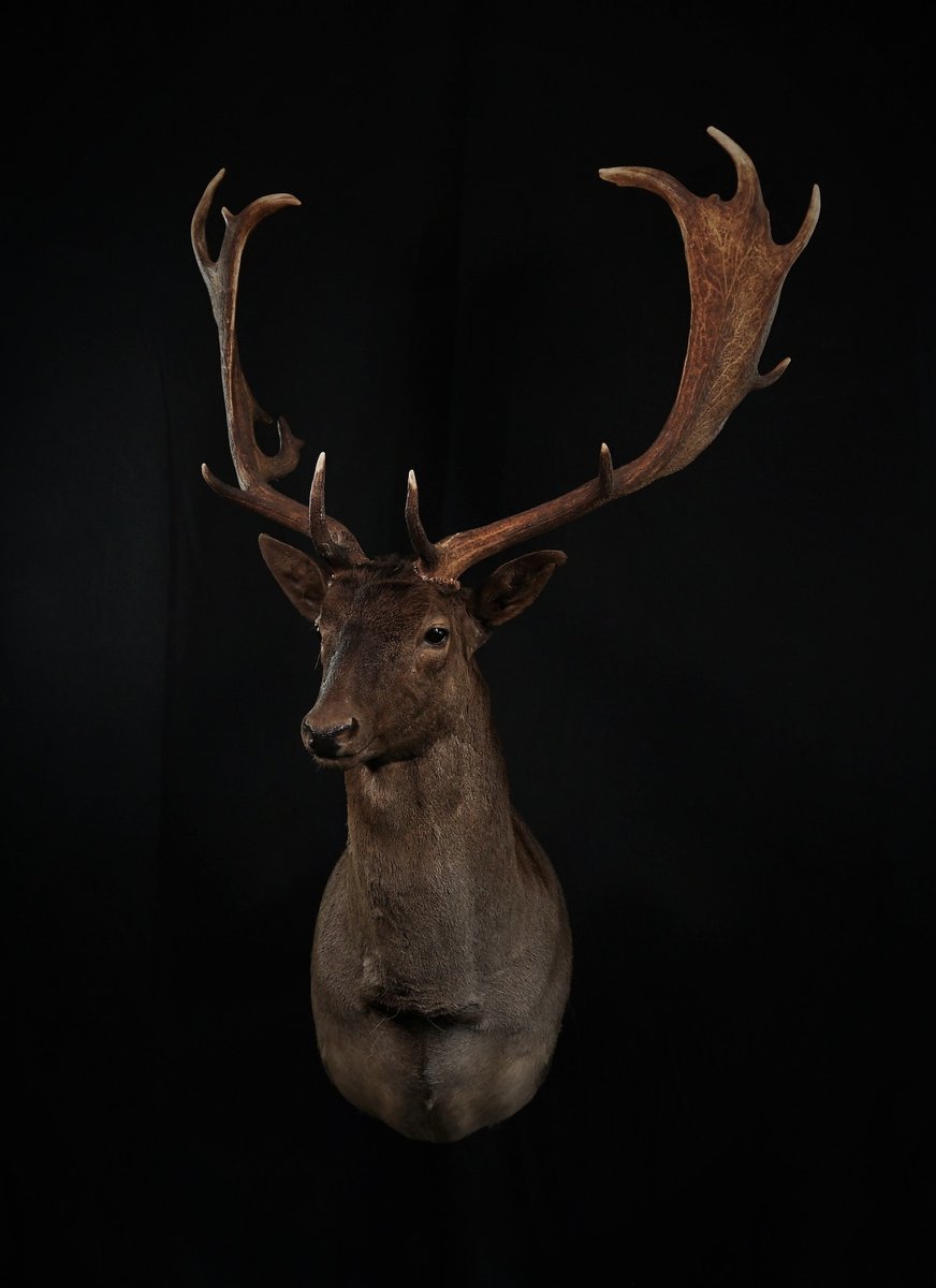 Photo 103 - Fallow Deer Shoulder Mount