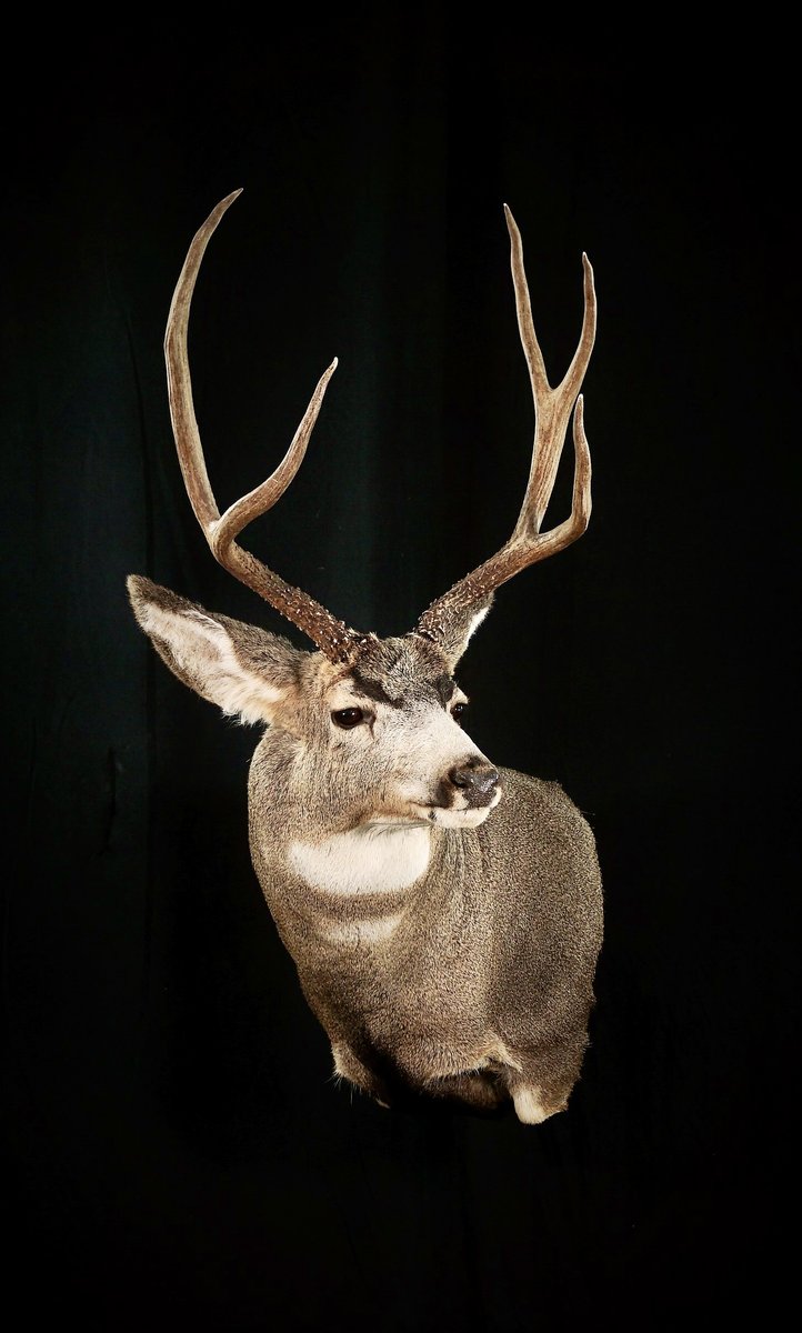 Photo 106 - Mule Deer Wall Pedestal