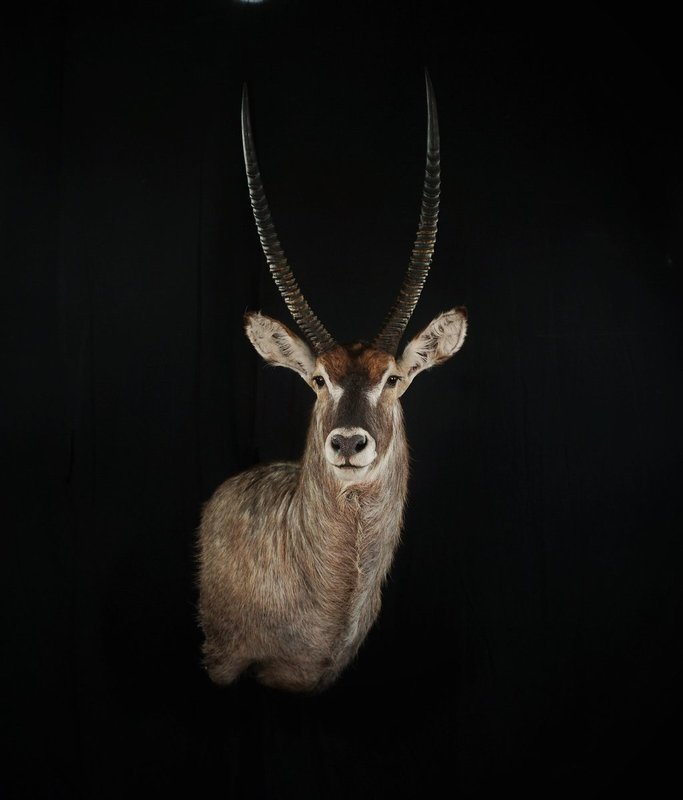 Photo 108 - Water Buck