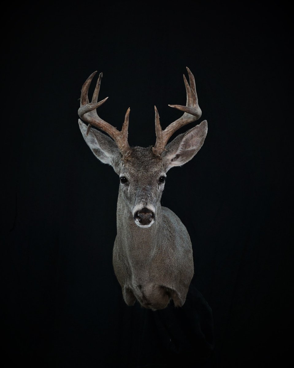 Photo 113 - Coues Deer Shoulder Mount