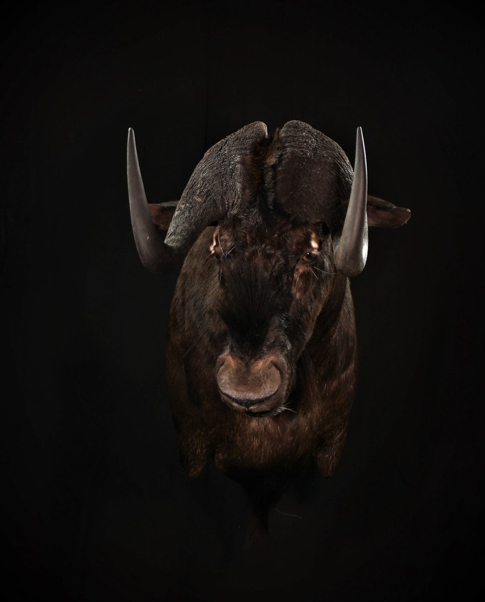 Photo 114 - Black Wildebeest Shoulder Mount