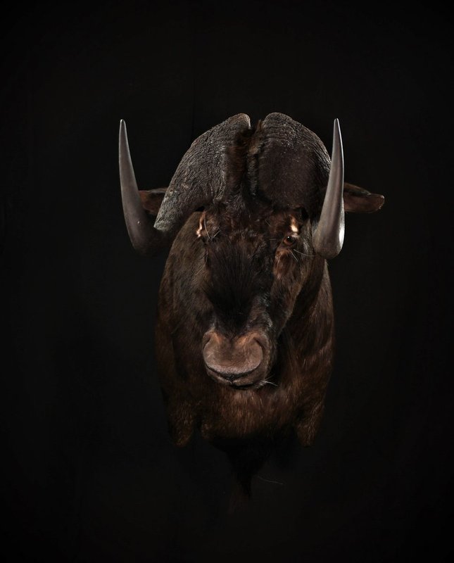Photo 114 - Black Wildebeest Shoulder Mount