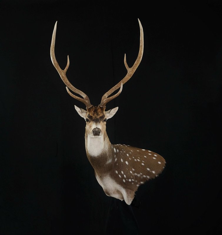 Photo 12 - Axis Deer Wall Pedestal