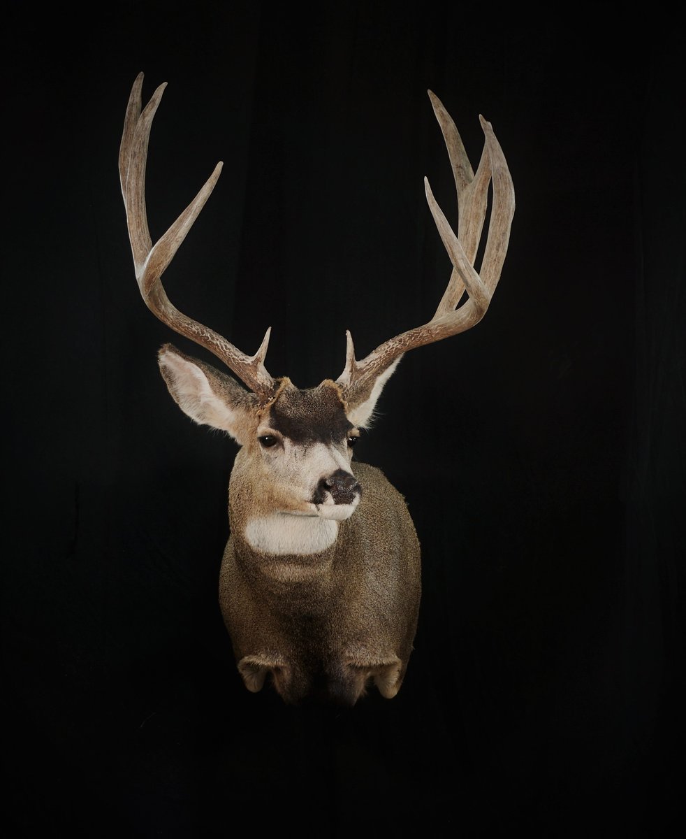 Photo 122 - Mule Deer Shoulder Mount