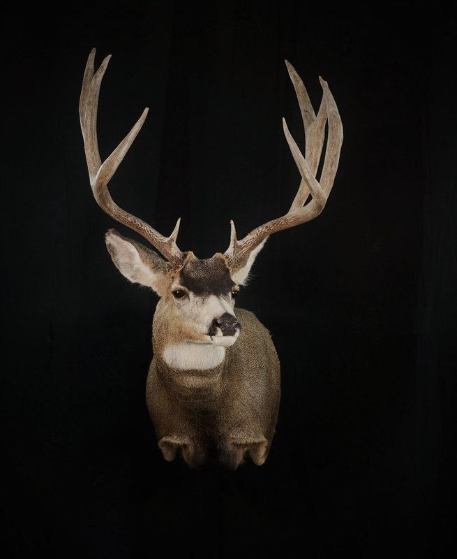 Photo 122 - Mule Deer Shoulder Mount