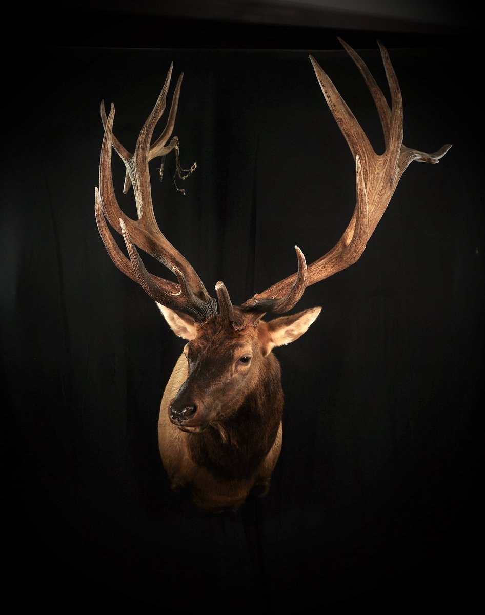 Photo 124 - Elk Shoulder Mount