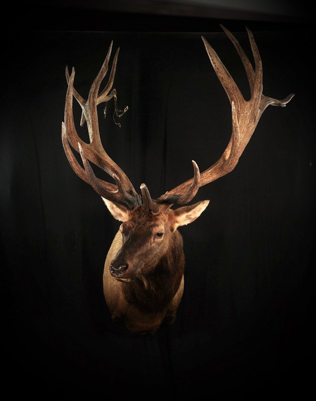 Photo 124 - Elk Shoulder Mount