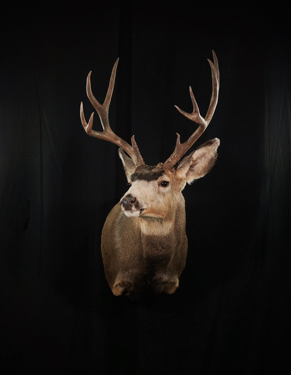 Photo 125 - Mule Deer Shoulder Mount