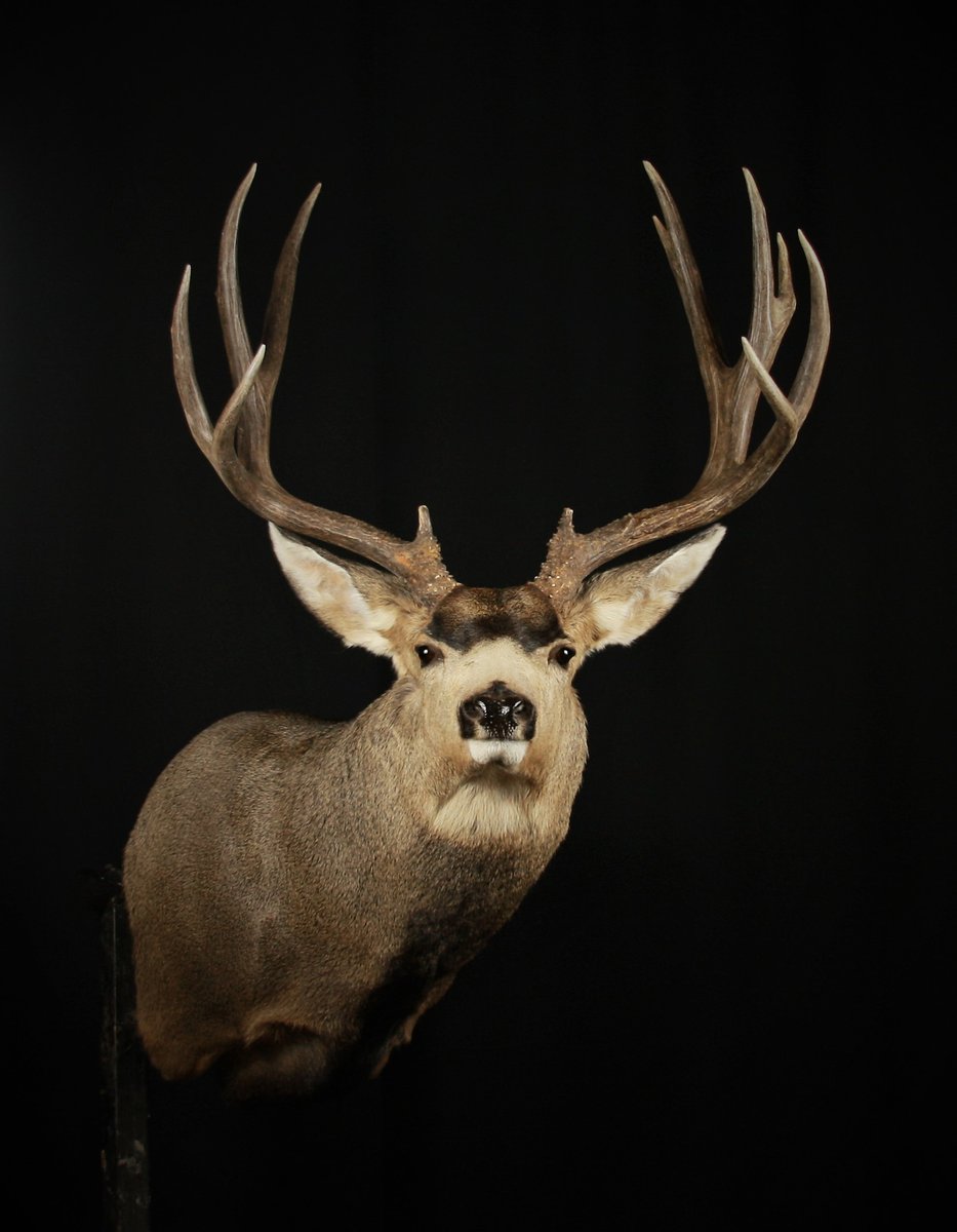 Photo 126 - Mule Deer Shoulder Mount
