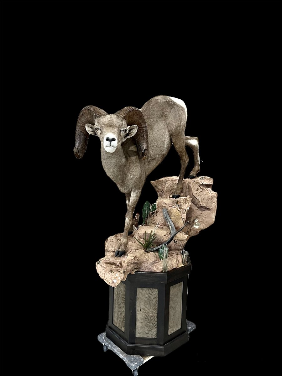 Photo 129 - Life Size Desert Sheep