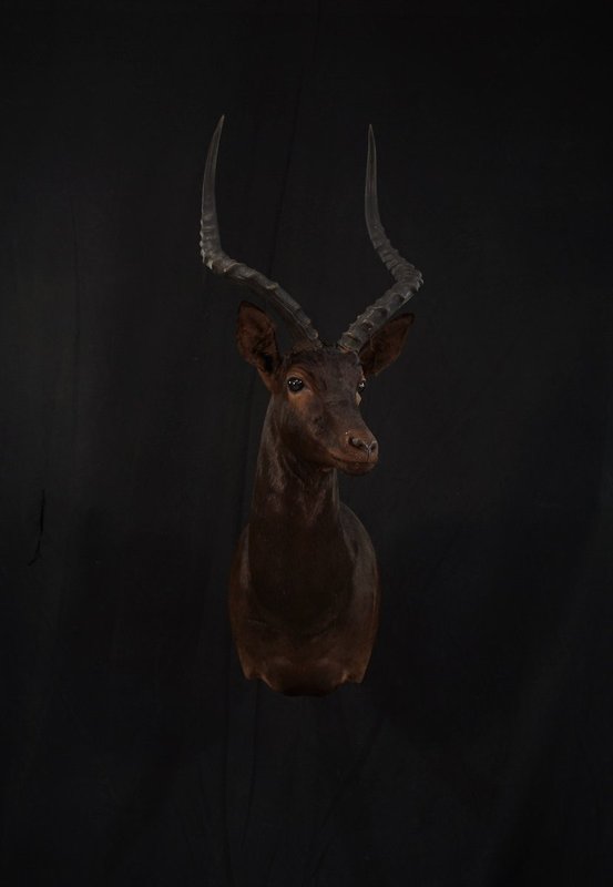 Photo 13 - Black Impala Shoulder Mount