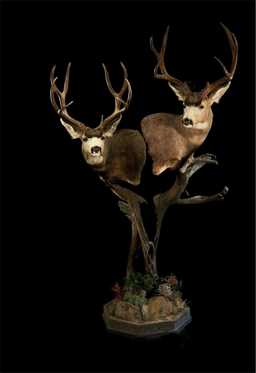 Photo 132 - Mule Deer Pedestal