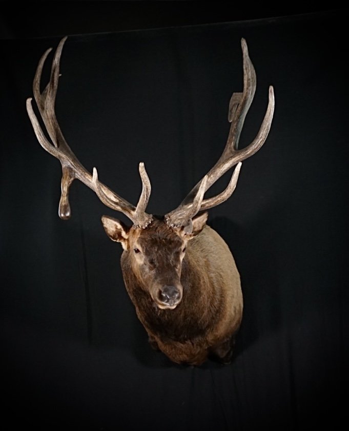 Photo 133 - Elk Shoulder Mount
