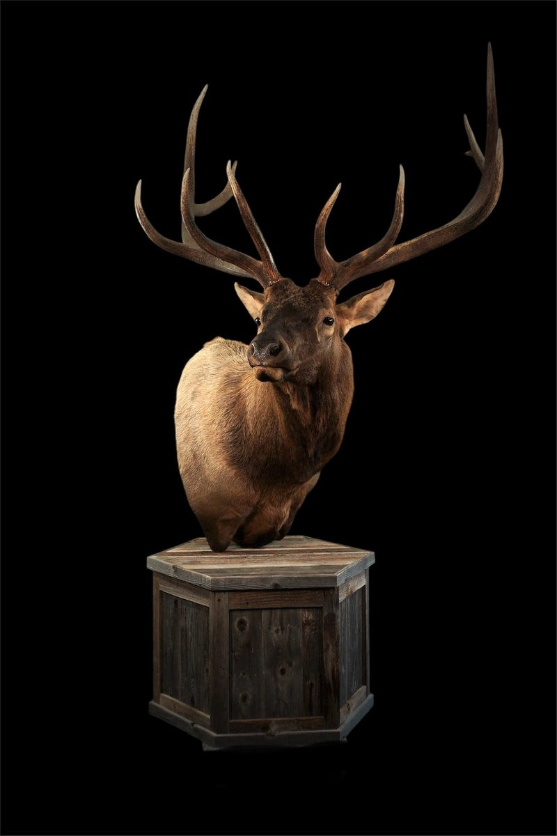 Photo 135 - Elk Pedestal