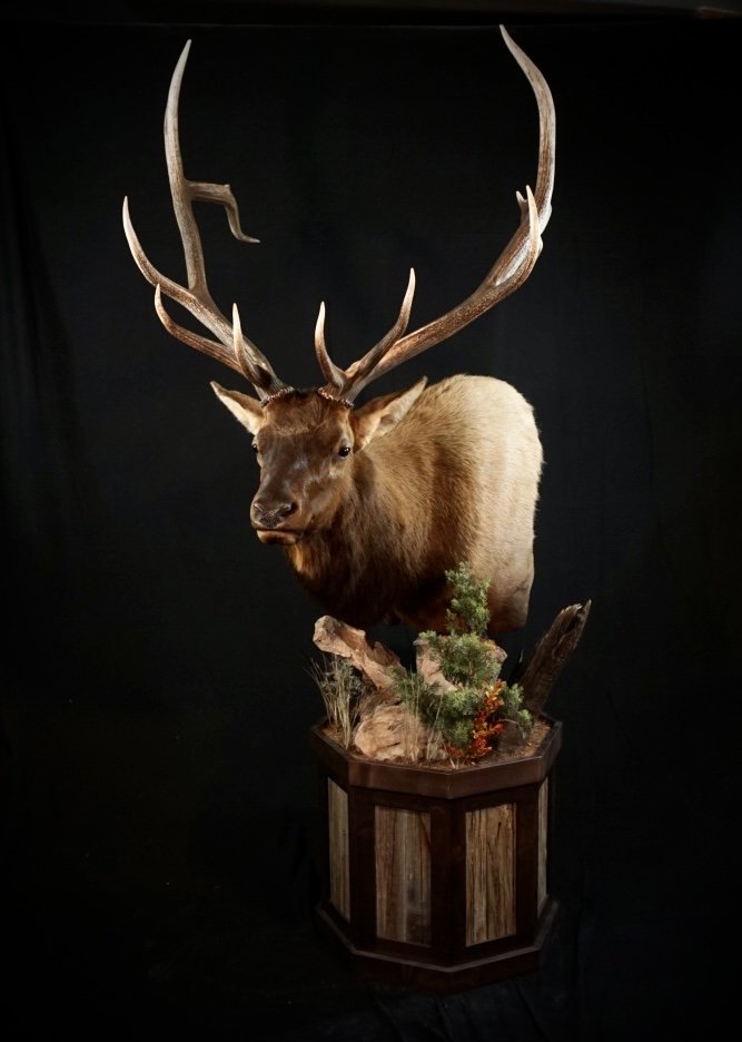 Photo 137 - Elk Pedestal