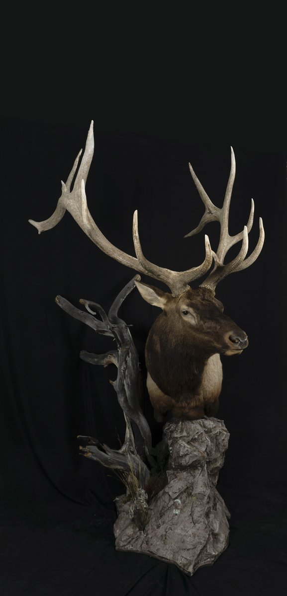 Photo 138 - Elk Pedestal