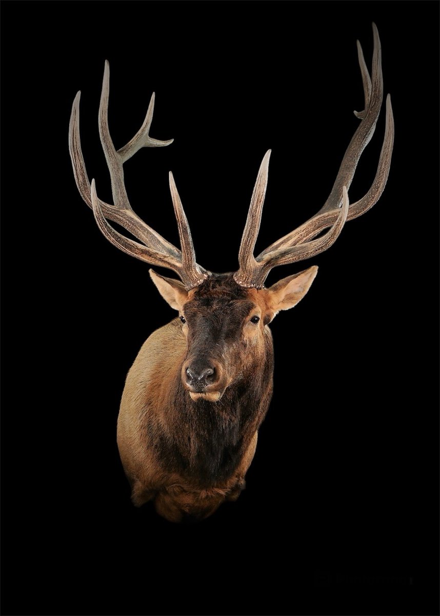 Photo 139 - Elk Shoulder Mount