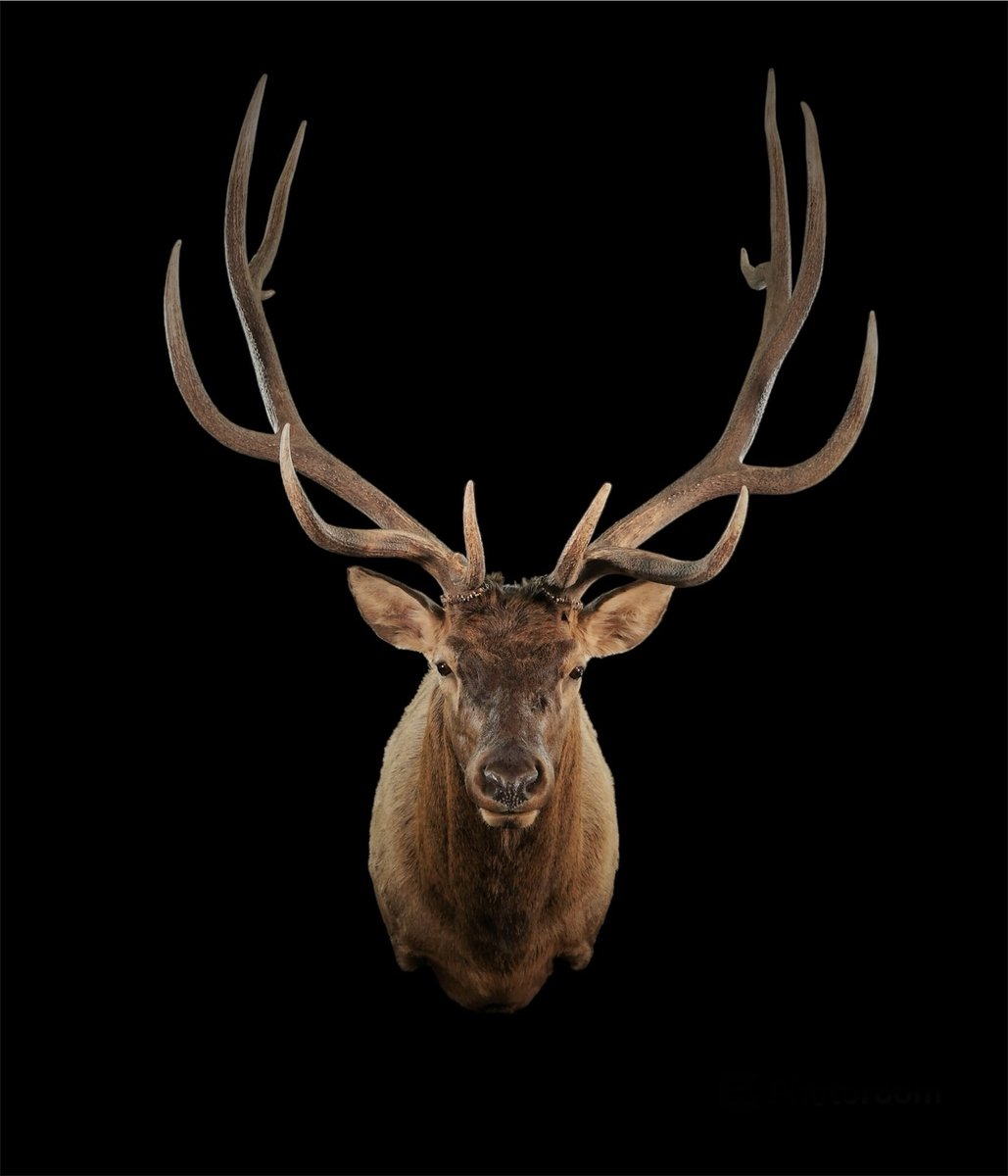 Photo 141 - Elk Shoulder Mount