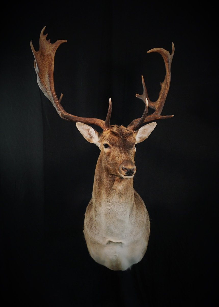 Photo 142 - Fallow Deer Shoulder Mount