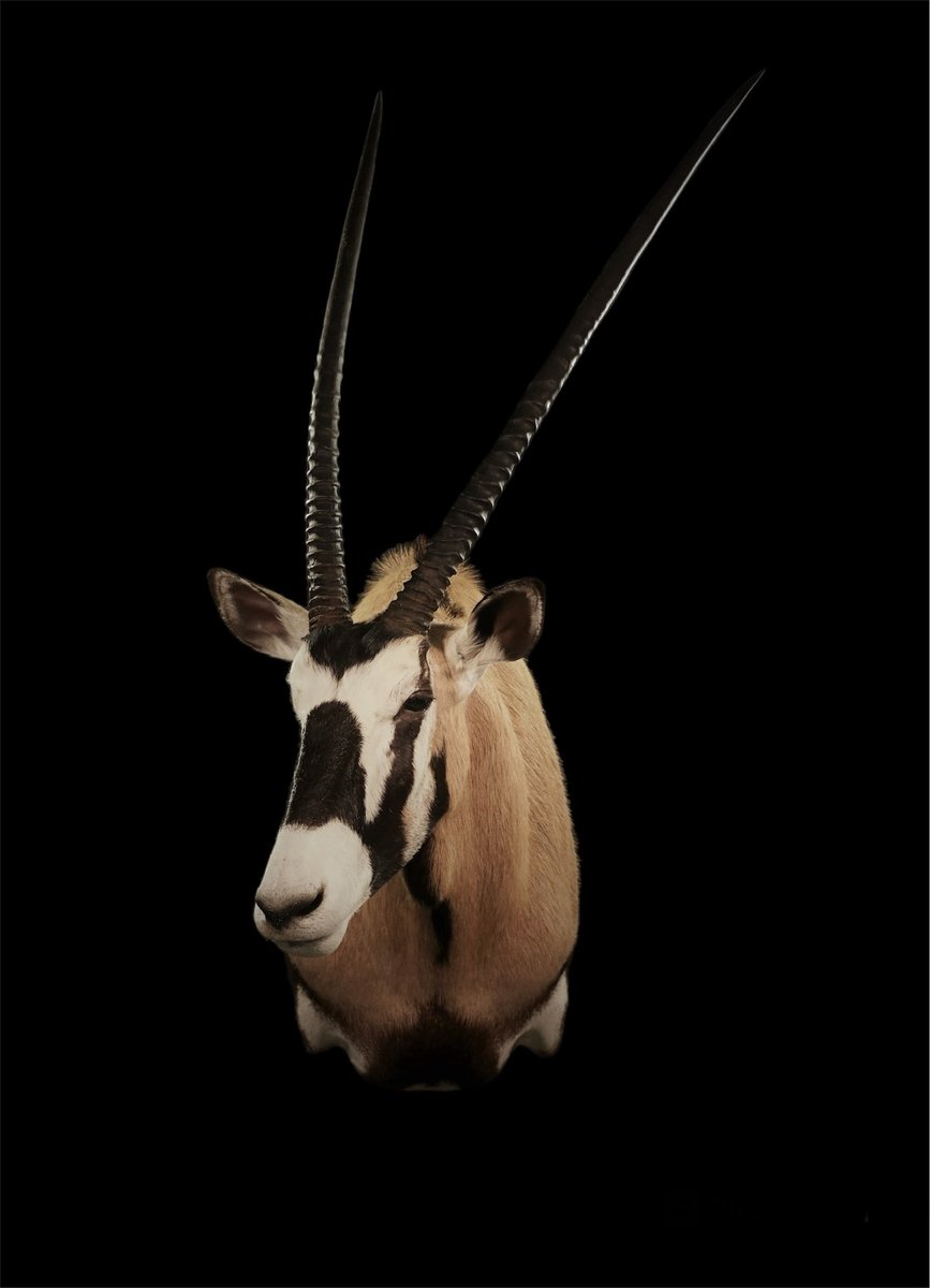 Photo 144 - Gemsbok Shoulder Mount