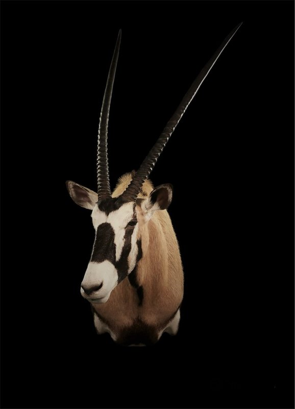 Photo 144 - Gemsbok Shoulder Mount