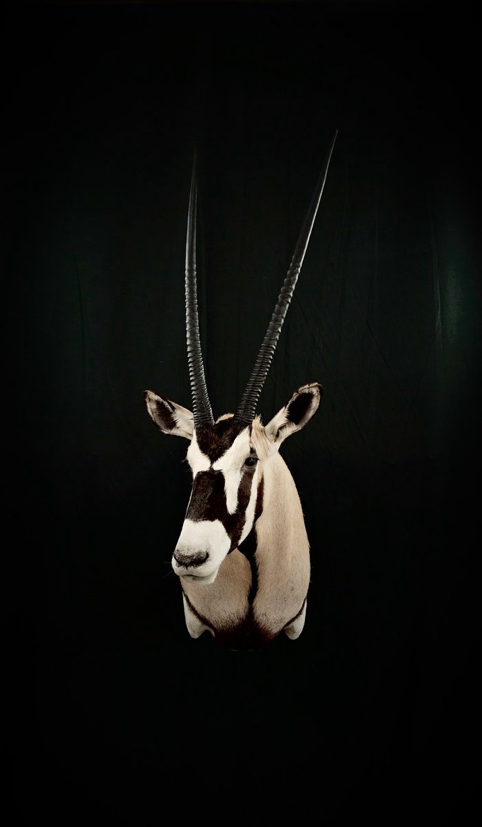 Photo 145 - Gemsbok Shoulder Mount