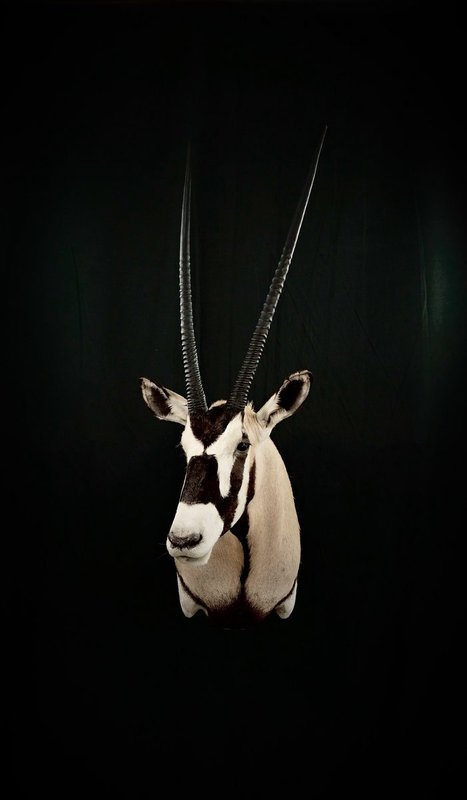 Photo 145 - Gemsbok Shoulder Mount