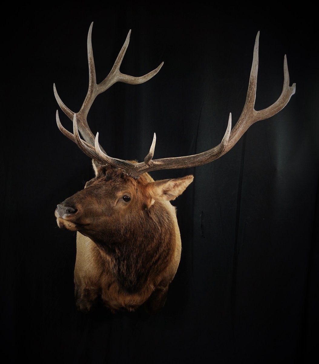 Photo 147 - Elk Shoulder Mount