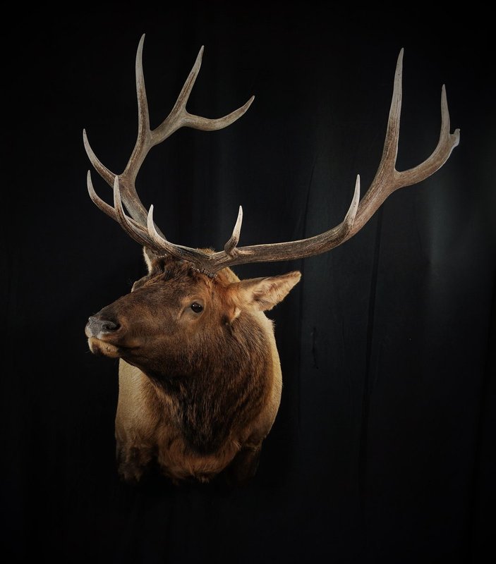 Photo 147 - Elk Shoulder Mount