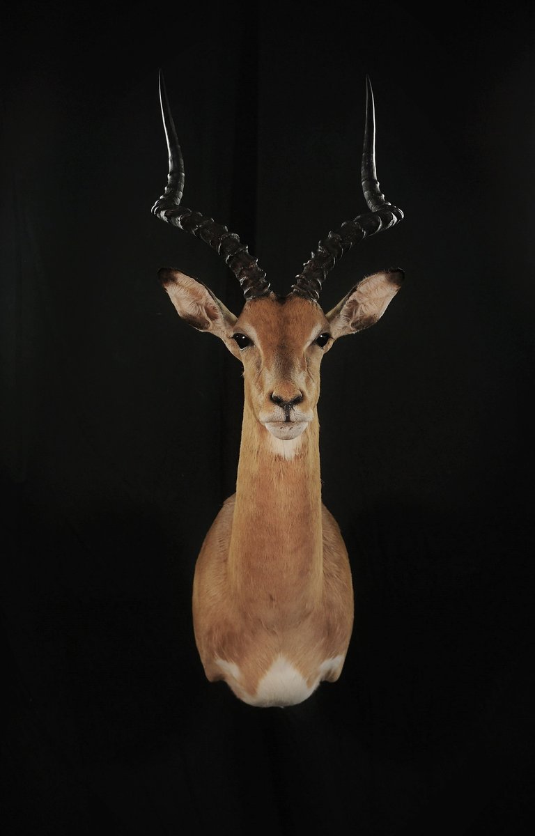 Photo 148 - Impala Shoulder Mount