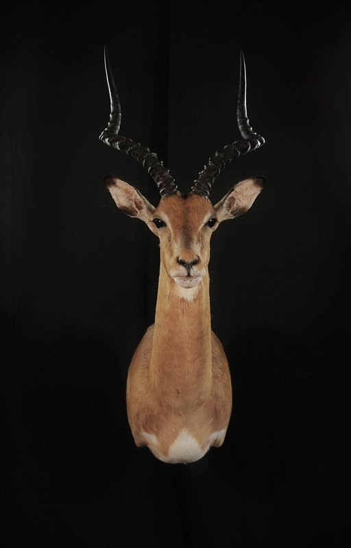 Photo 148 - Impala Shoulder Mount