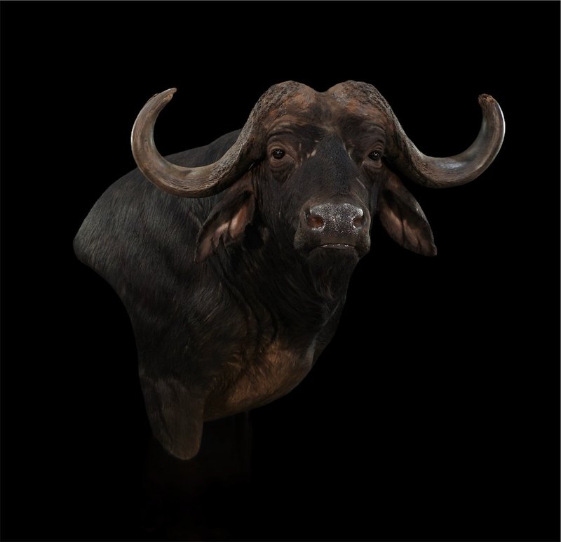 Photo 15 - Cape Buffalo Wall Pedestal Right Turn