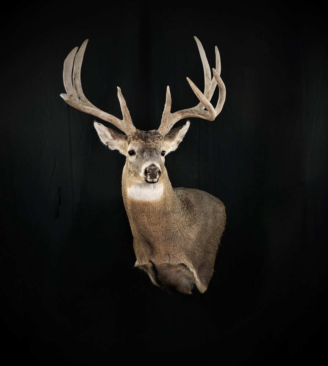 Photo 150 - Whitetail Wall Pedestal