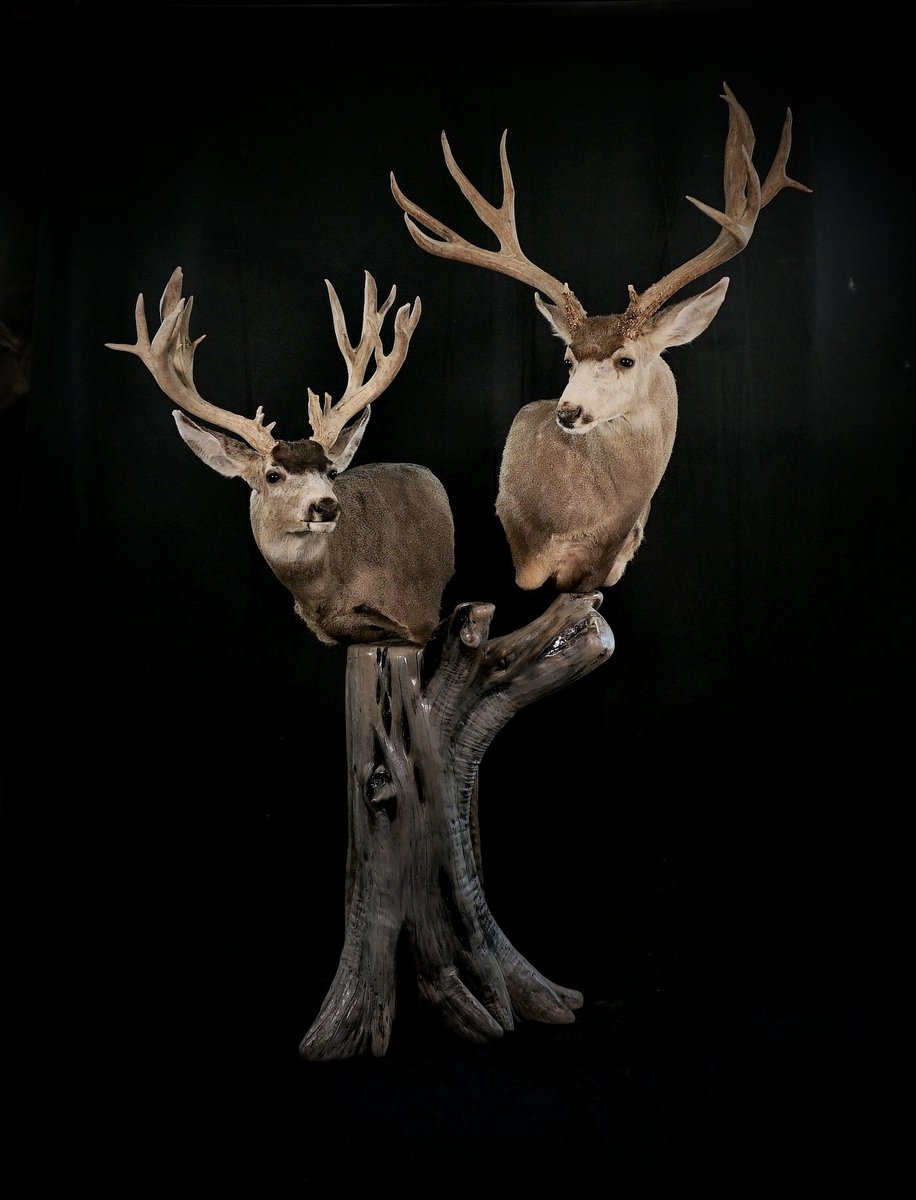 Photo 153 - Mule Deer Pedestal
