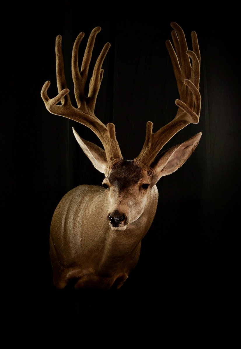 Photo 154 - Mule Deer Shoulder Mount