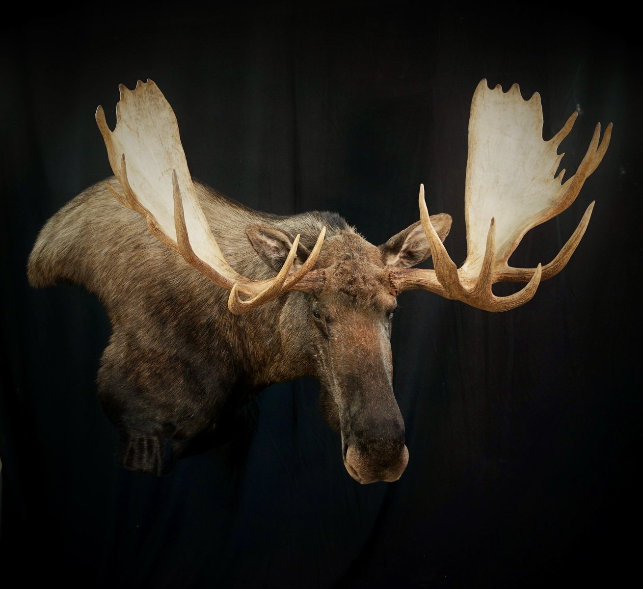 Photo 156 - Moose Wall Pedestal
