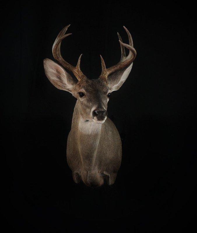 Photo 157 - Coues Deer Shoulder Mount