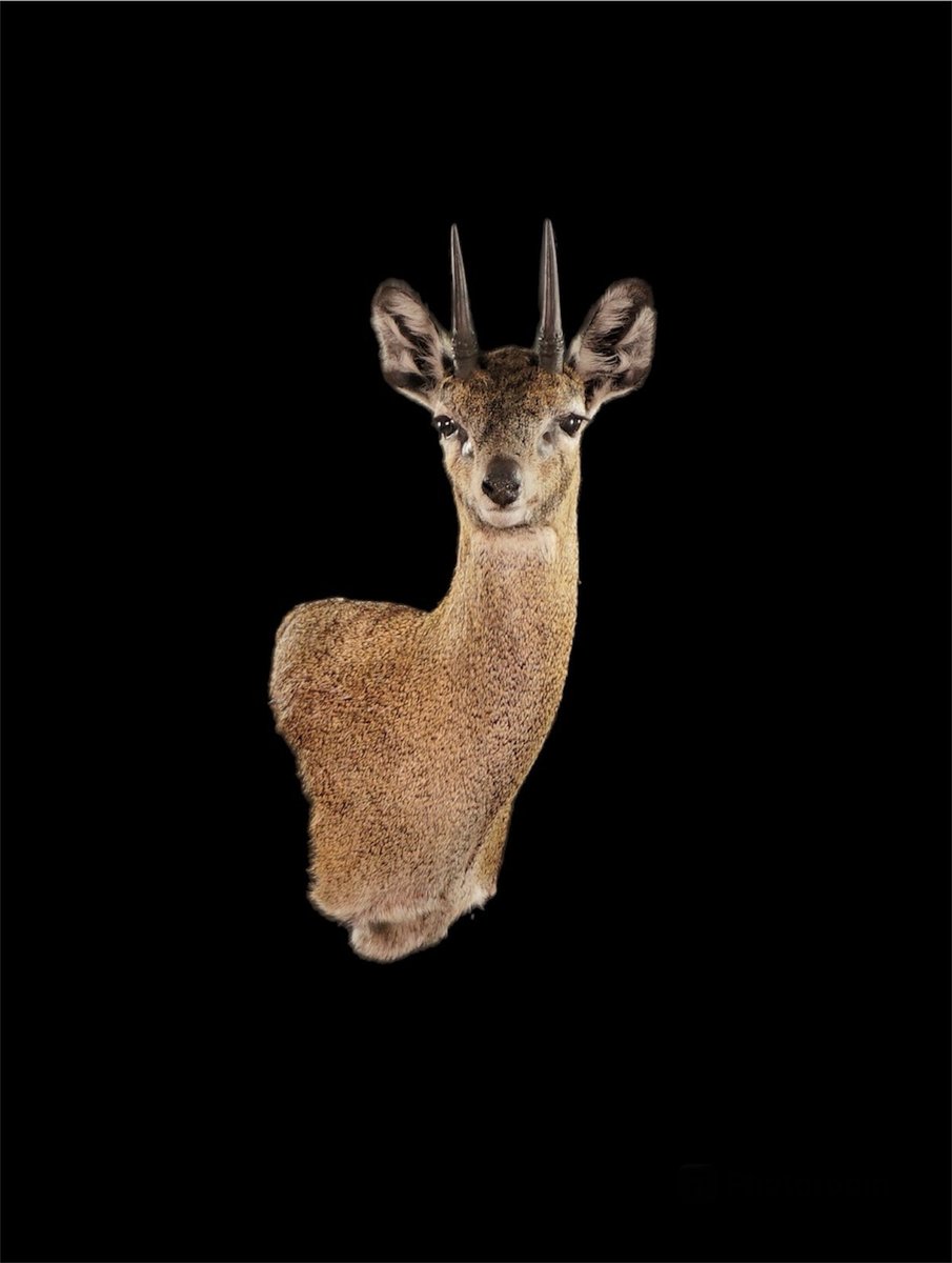 Photo 158 - Klipspringer Wall Pedestal