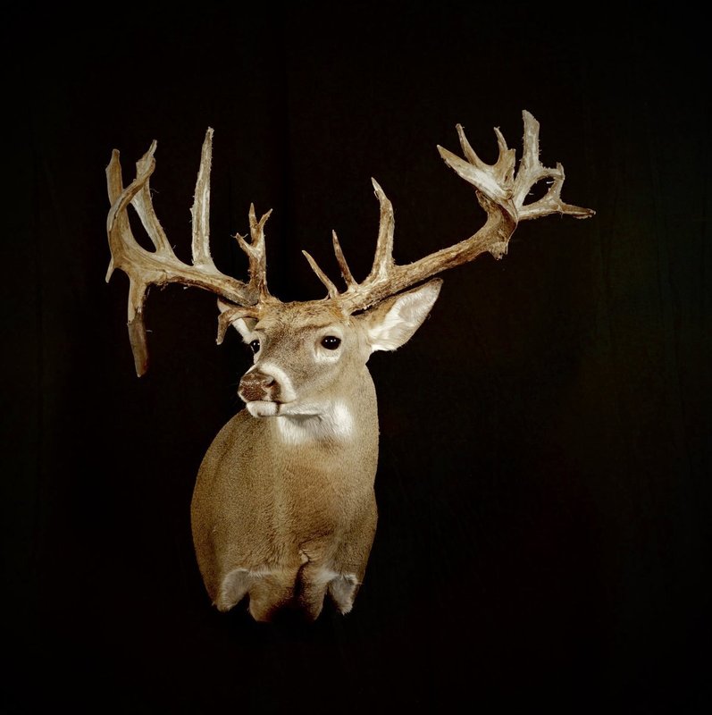 Photo 159 - Whitetail Shoulder Mount