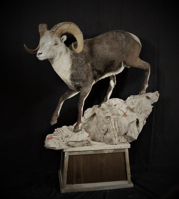 Photo 162 - Stone Sheep Life Size