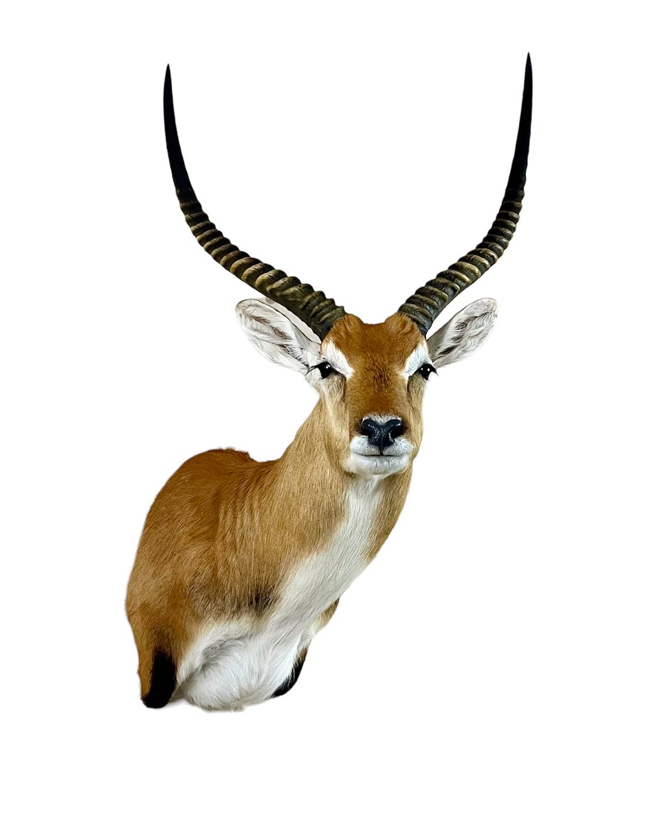 Photo 163 - Red Letchwe Shoulder Mount