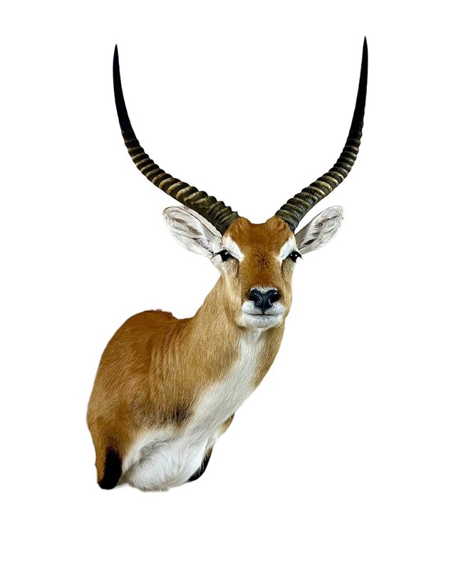 Photo 163 - Red Letchwe Shoulder Mount