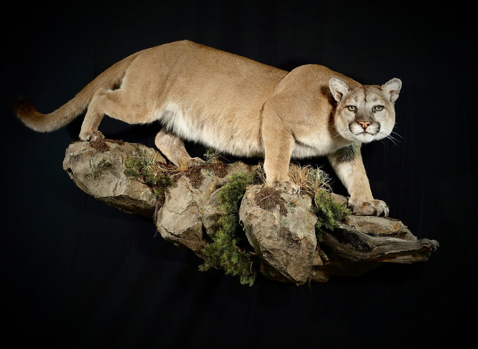 Photo 165 - Mountain Lion Life Size
