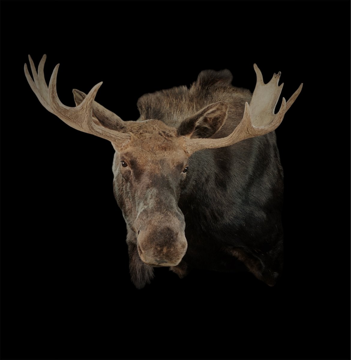 Photo 168 - Moose Shoulder Mount