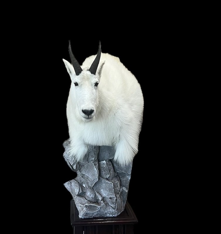 Photo 170 - Mountain Goat Pedestal
