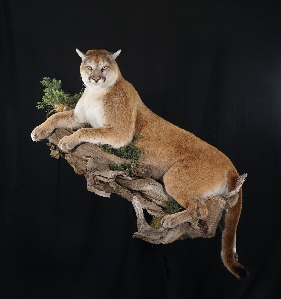 Photo 171 - Mountain Lion Life Size